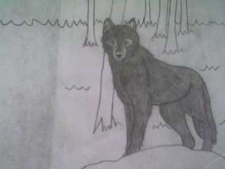 Black Wolf