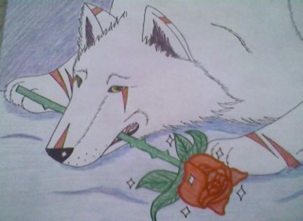 A White Wolfnamed Artic Rose