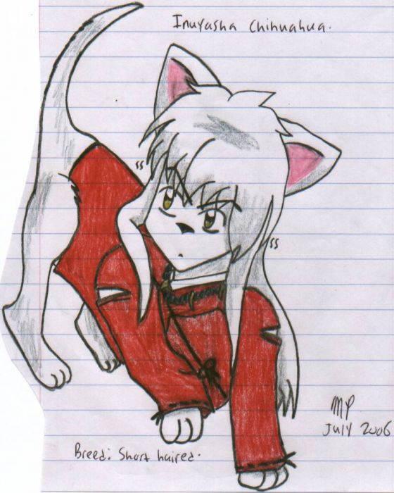 Inuyasha Chihuahua