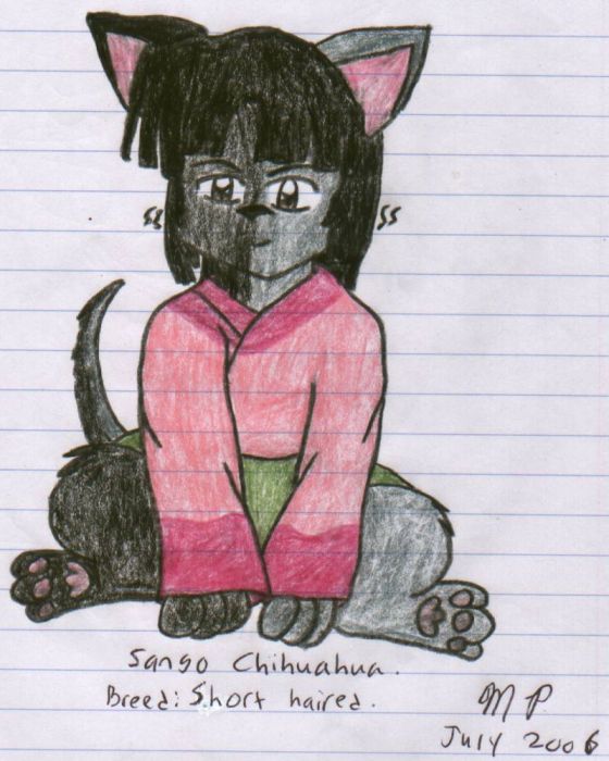 Sango Chihuahua