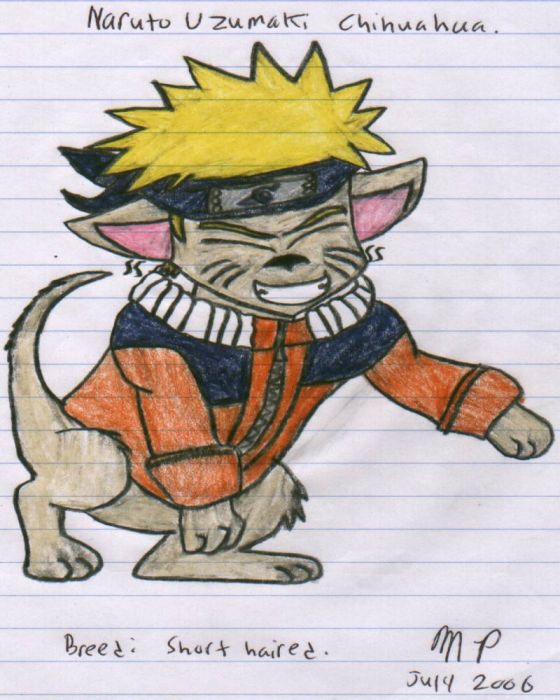 Naruto Chihuahua