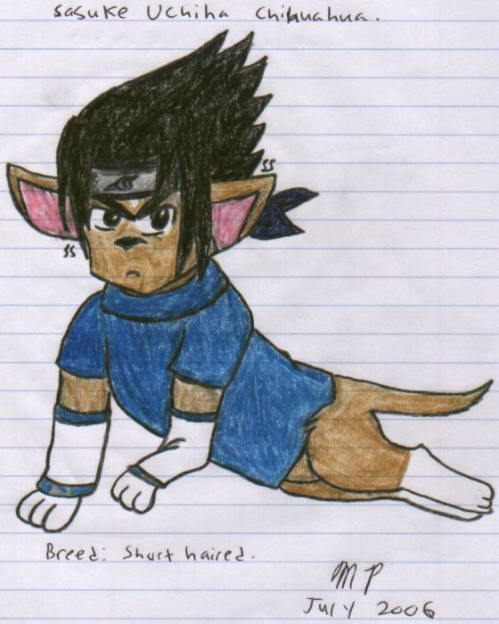 Sasuke Chihuahua