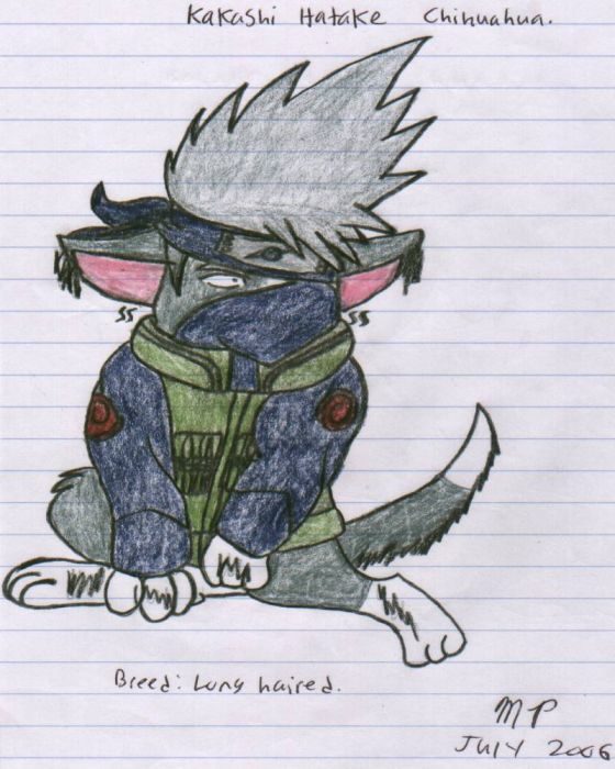 Kakashi Chihuahua