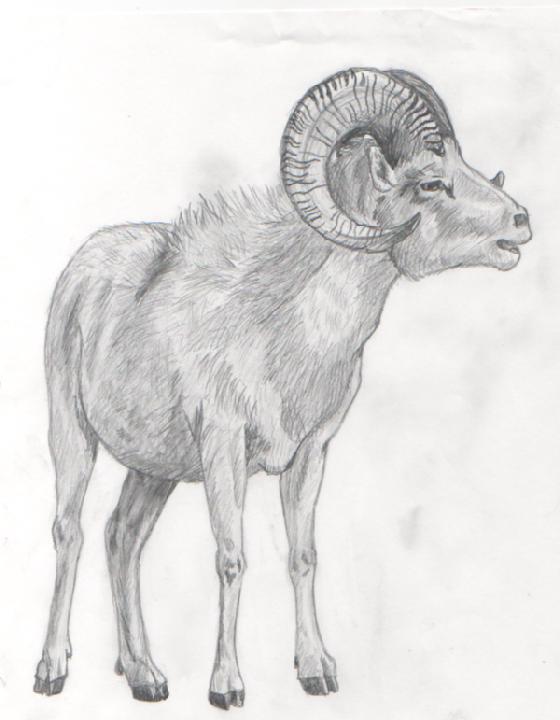 Ram