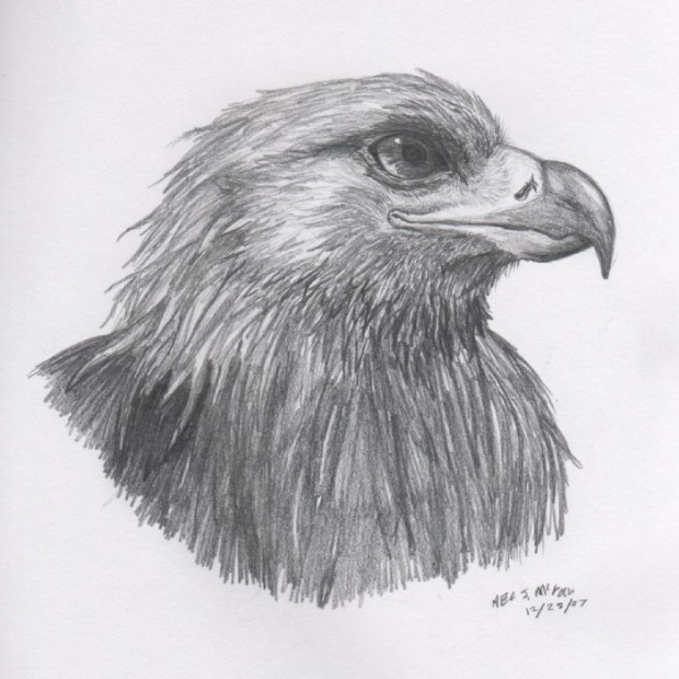 Golden Eagle