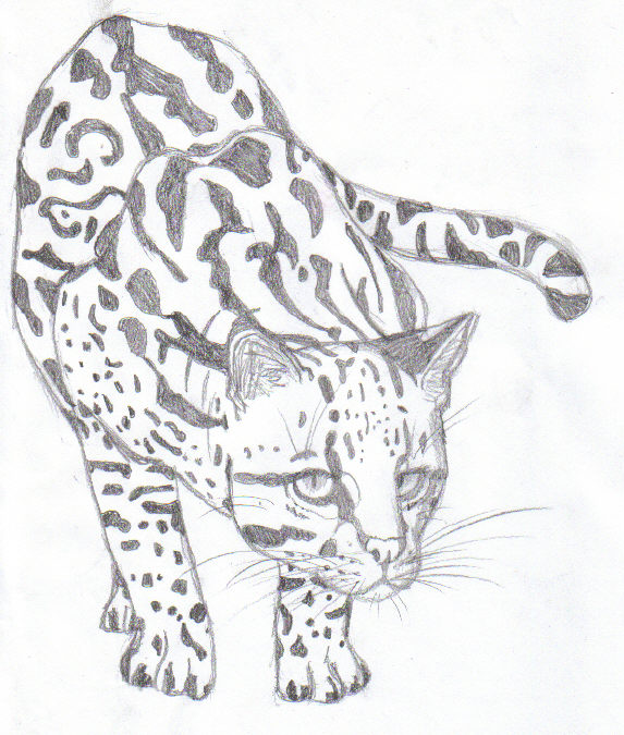 Ocelot