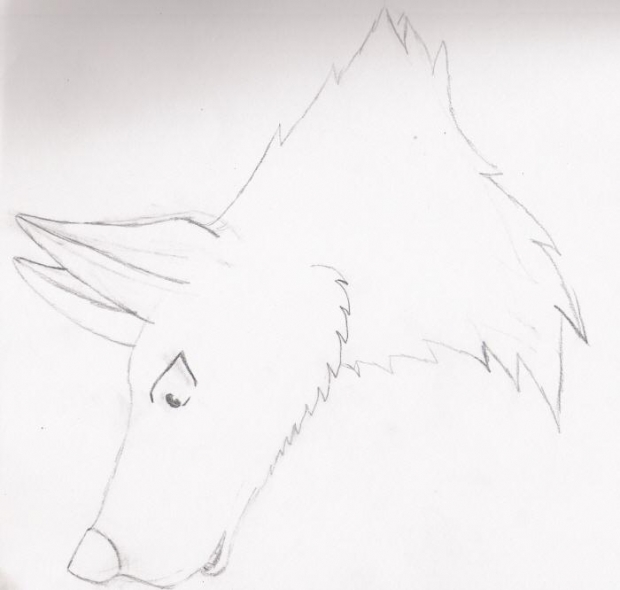 Two Tail Wolf Head Shot