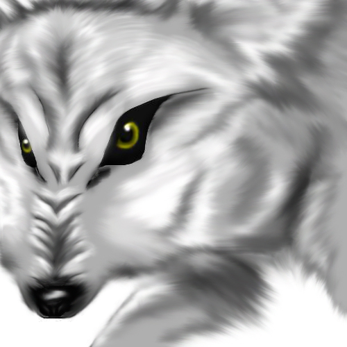 Pretty Grey Wolf