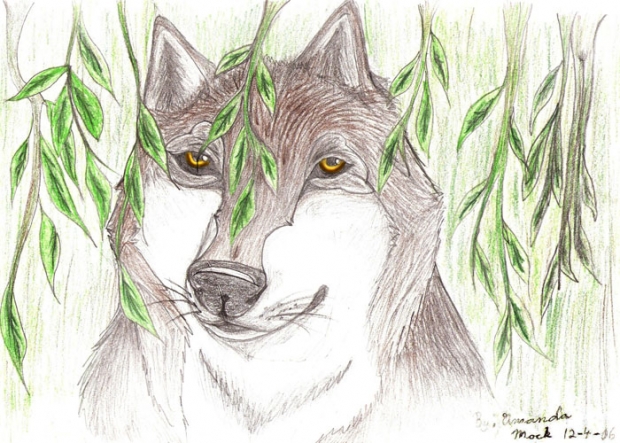 Forest Wolf