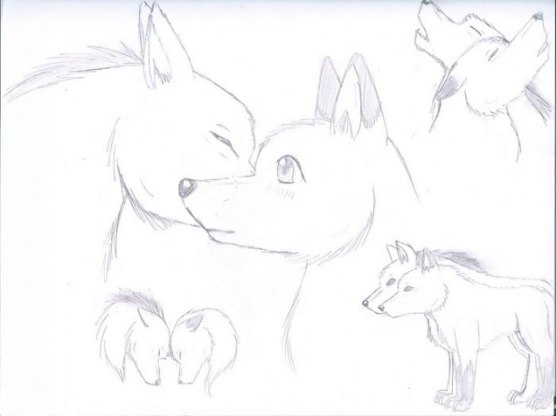 Wolf Sketches