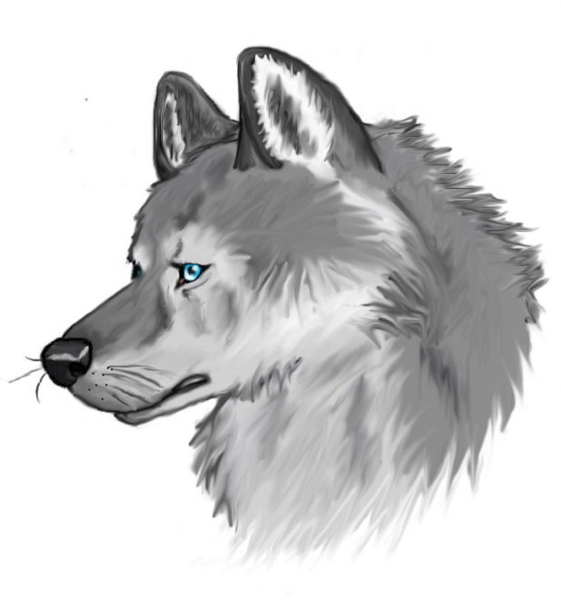 Wolf Profile