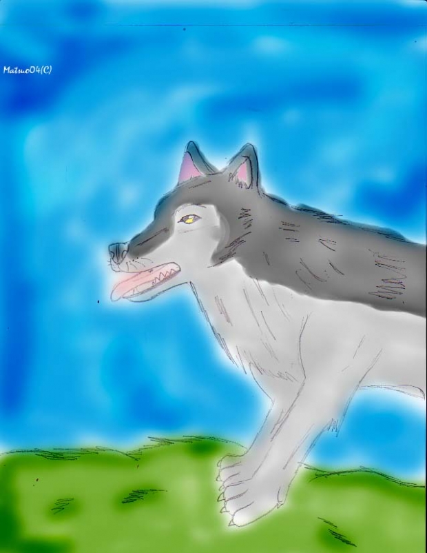 Gray Wolf