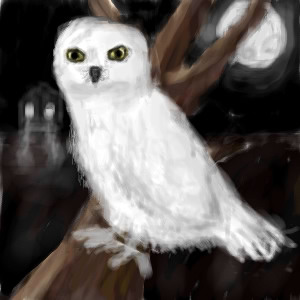 Owl