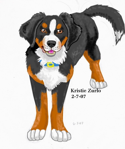 Bernese Mountain Dog