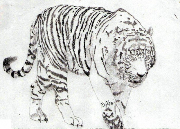 Tiger