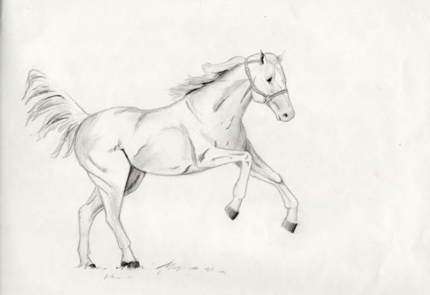 A Horse