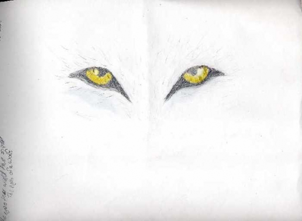 The Eyes Of A Wolf