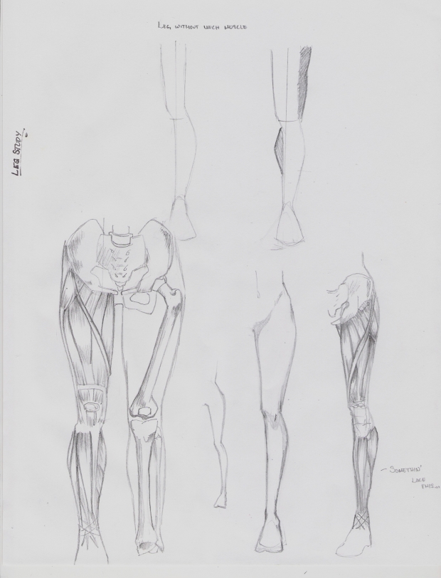 Anatomy Study: Leg Muscles