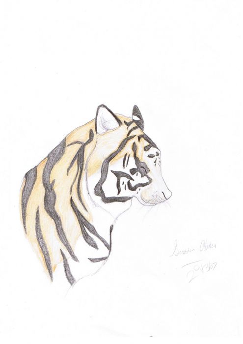 Siberian Tiger