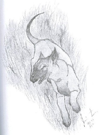 Dog Sketch