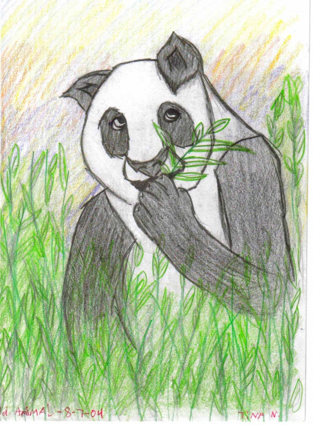 Panda