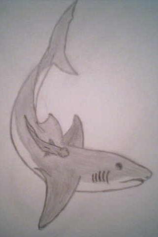 Shark