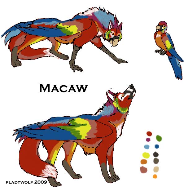 macaw