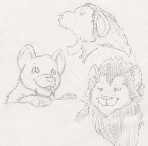 Lion sketches