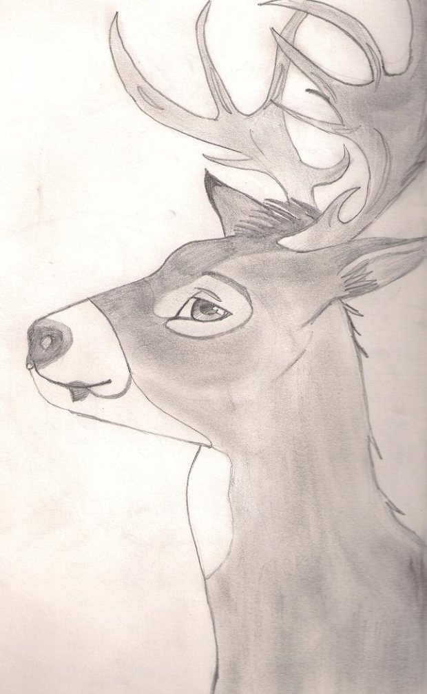 stag