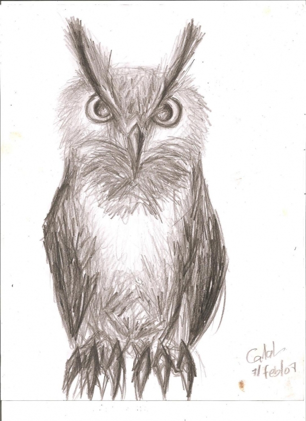 little owl sketch