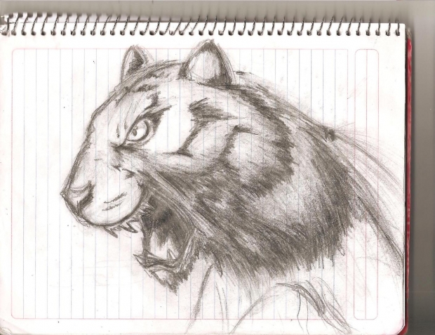 first tiger sketch