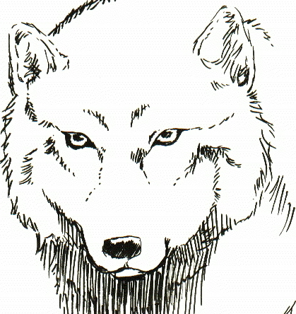 Kiba Sketch