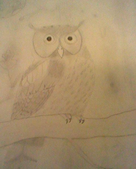 Owl