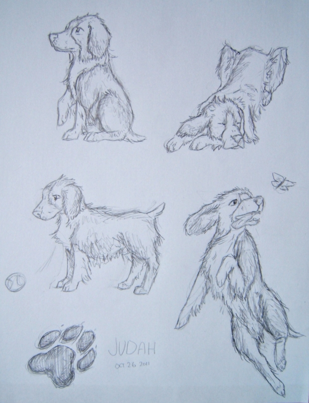 Sketches of my Dog