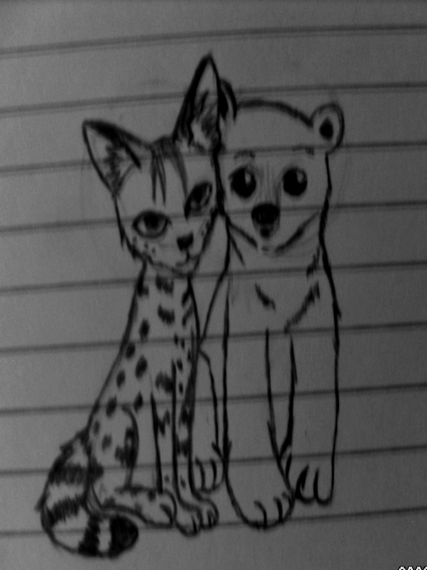 Serval And Polar Bear