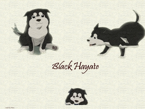 Black _hayate