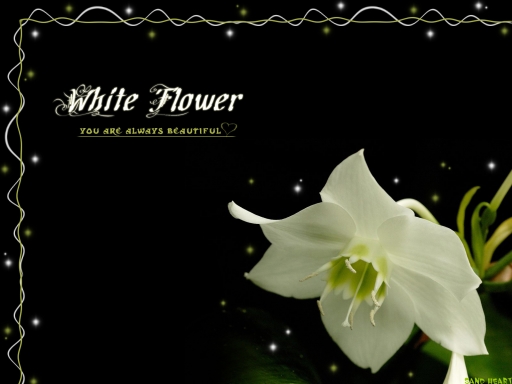 White Flower