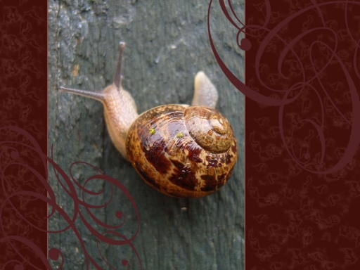 Snail